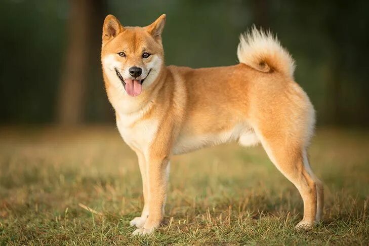 Порода собаки ину фото Shiba Inu Dog Breed Information Dog breeds, Shiba inu dog, Japanese dogs