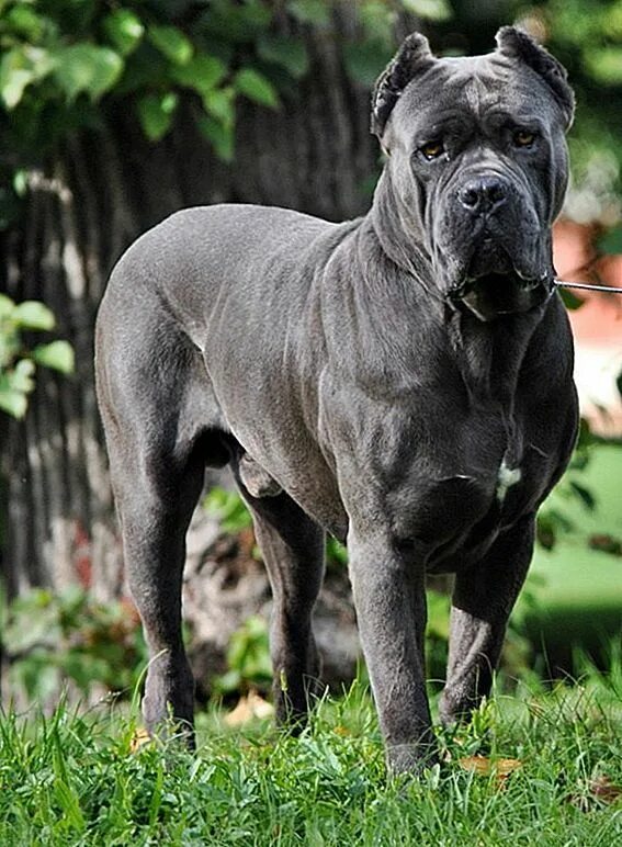 Порода собаки кане корсо фото цена Aysu Yiğiter adlı kullanıcının Backlinks panosundaki Pin, 2020 Cane corso, Köpek