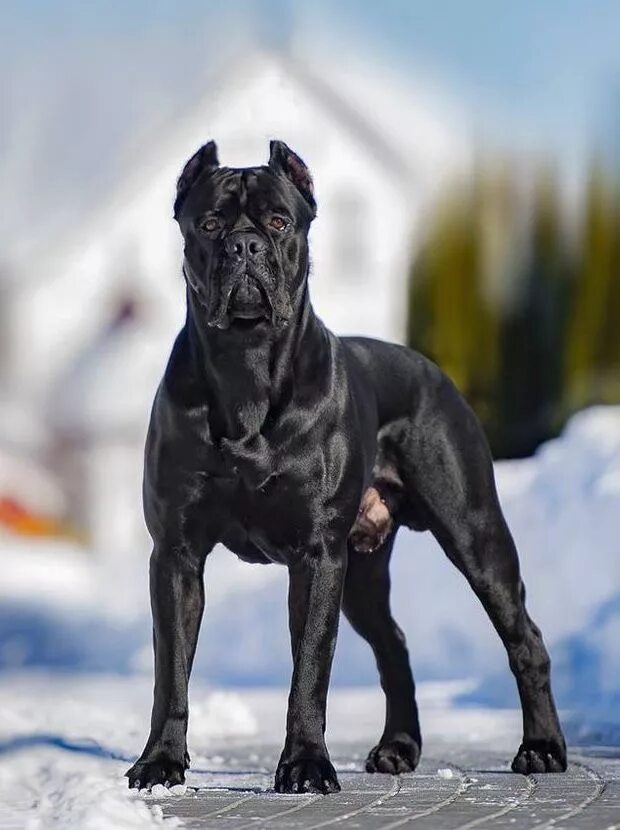 Порода собаки кане корсо фото цена Cane Corso Italiano