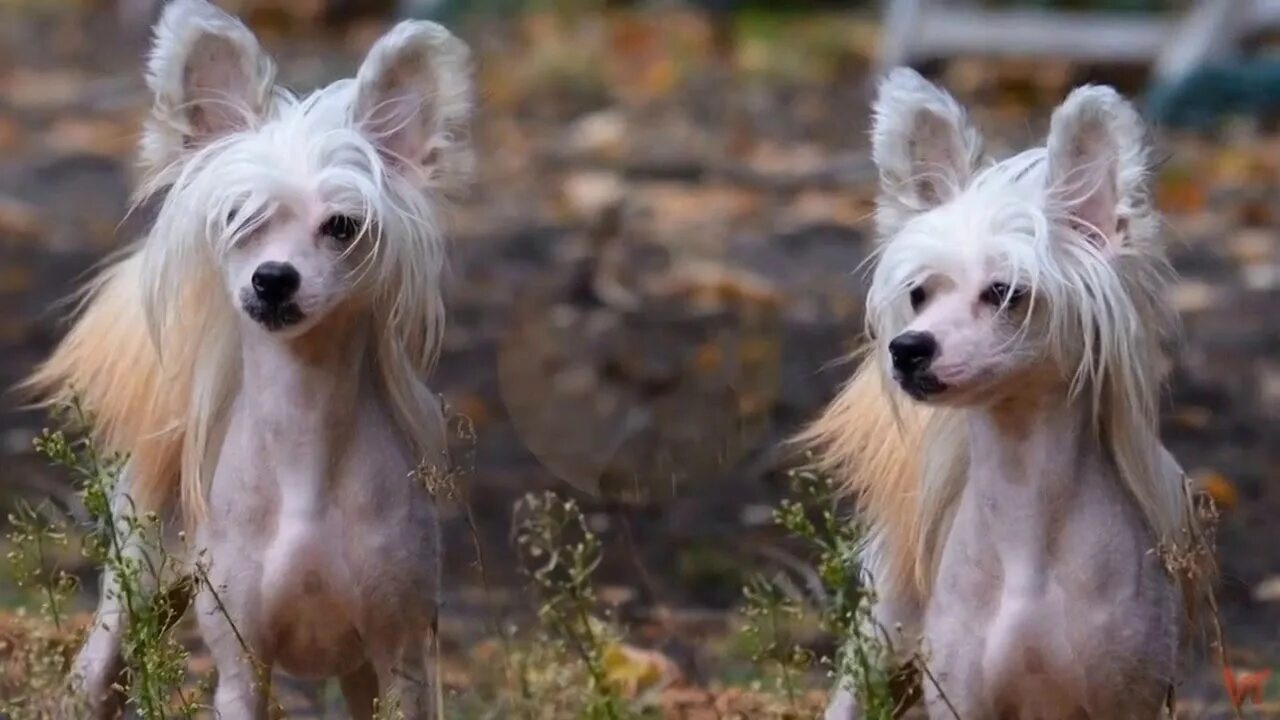 Порода собаки китайская хохлатая фото цена щенков Китайская хохлатая собака (Chinese Crested Dog) - YouTube