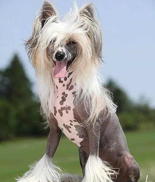 Порода собаки китайская хохлатая фото цена щенков Chinese Crested Породы собак, Китайская хохлатая собака, Собаки