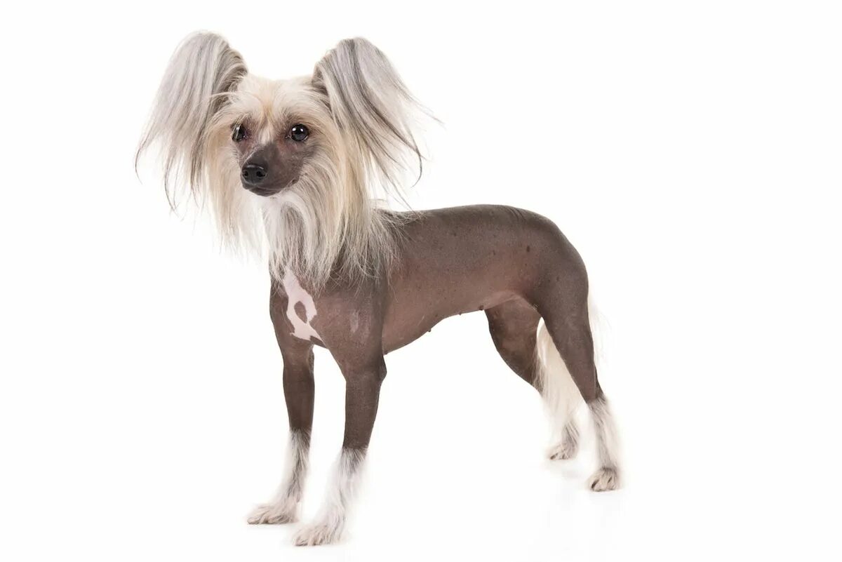 Порода собаки китайская хохлатая фото цена щенков Chinese Crested Dog Breed Information Chinese crested dog, Chinese crested, Dog 