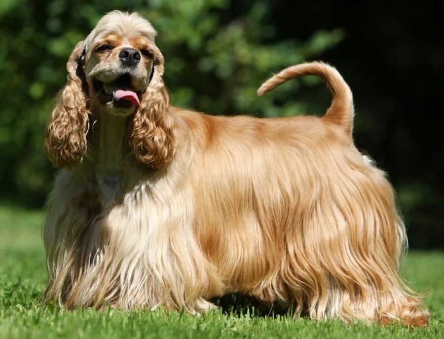 Порода собаки кокер фото American Cocker Spaniel - Dog Breed info, images, videos, FAQs American cocker s