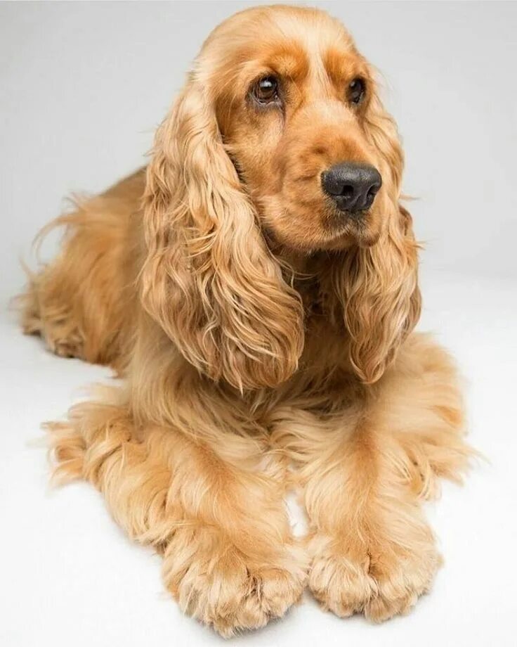 Порода собаки кокер фото Épinglé par Saskia Buehner sur Cocker - Cocker Spaniel ❤ ️❤ ️❤ Cocker, Races de ch