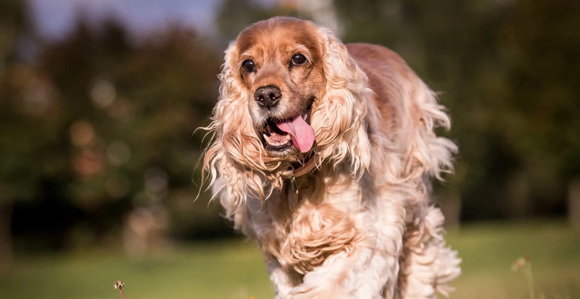 Порода собаки кокер фото Cocker Spaniel Guide (Lifespan, Size & Characteristics)