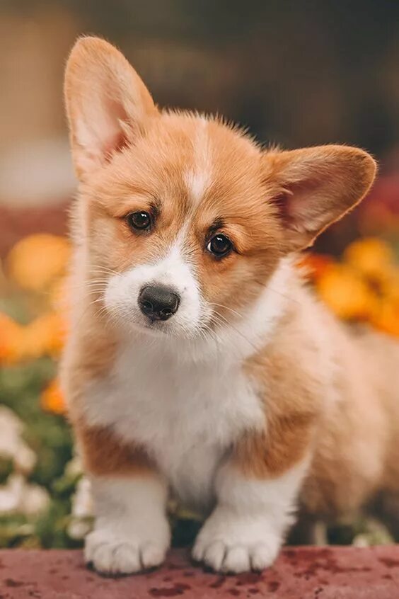 Порода собаки корги фото цена щенка 50+ Cute Puppy Pictures You Will Love - Page 30 of 54 - LoveIn Home Very cute pu