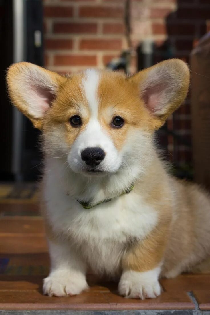 Порода собаки корги фото цена щенка love ♥ corgis: Photo Corgi dog, Cute corgi puppy, Corgi