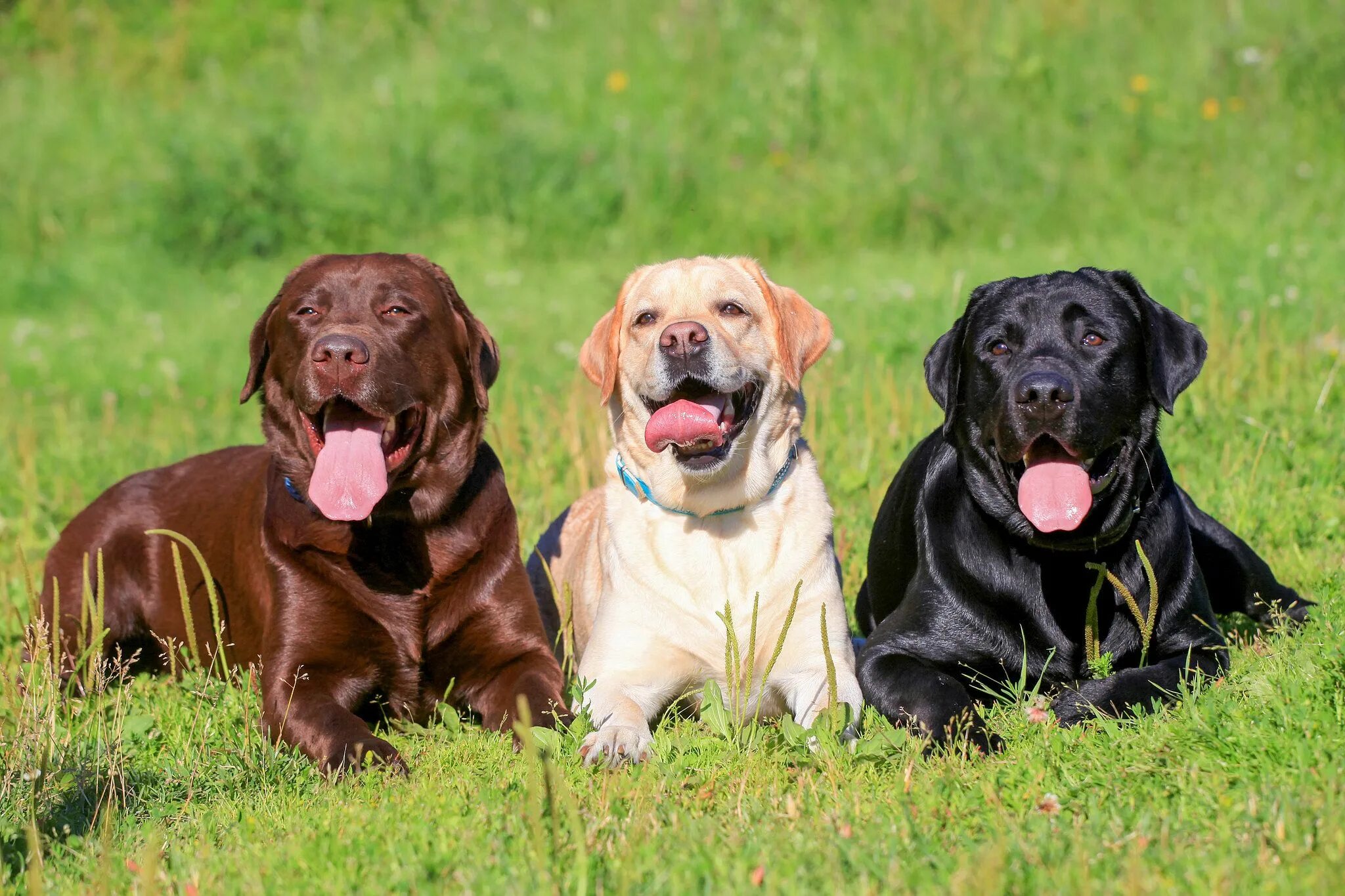 Порода собаки лабрадор фото описание What Type of Dog Should You Get? Popular dog breeds, Labrador retriever dog, Bes