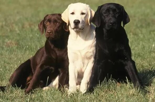 Порода собаки лабрадор фото описание Labrador Retrievers - They're Canadian Dog breeds, Beautiful dogs, Labrador retr