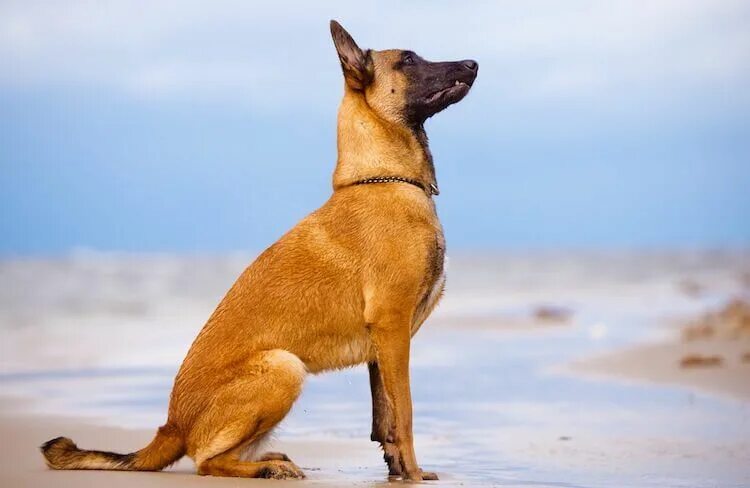 Порода собаки малинуа фото Belgian Malinois: Puppies, Price, Temperament, Breed Information & Profile - All