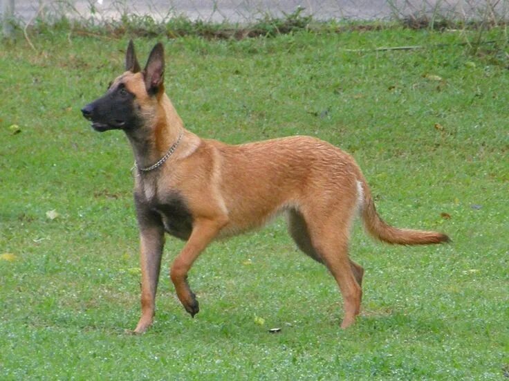 Порода собаки малинуа фото Pin by vanesa whitaker on Belgain Malinois shepard Belgian malinois, Malinois pu