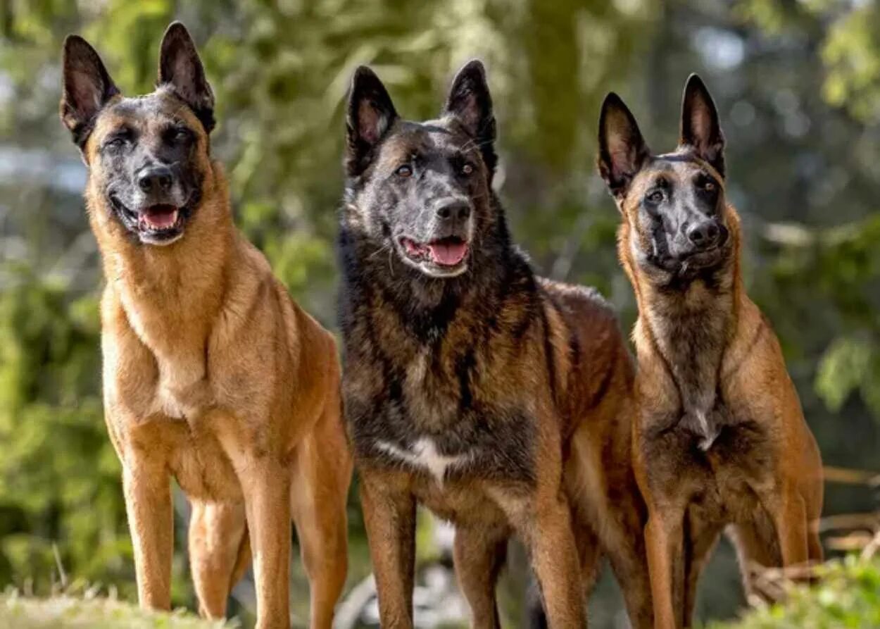 Порода собаки малинуа фото The Ultimate Belgian Malinois Puppy Ownership Guide - Pawrade.com