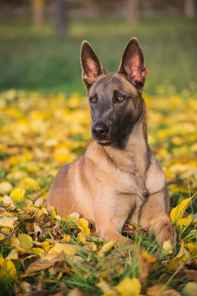 Порода собаки овчарка малинуа фото Belgian malinois dog in yellow leave containing dog, autumn, and malinois Malino