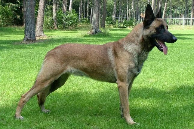 Порода собаки овчарка малинуа фото Belgian Malinois Puppies For Sale & Puppy Breed Info Malinois dog, Belgian malin