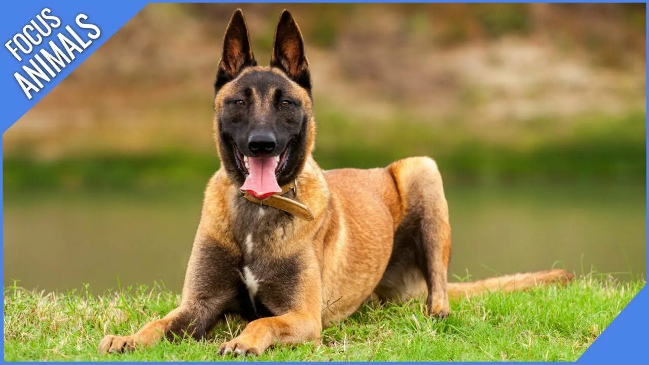 Порода собаки овчарка малинуа фото Belgian Malinois (Super Fast & Intelligent) - YouTube