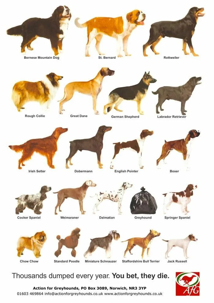 Порода собаки по фото определить онлайн бесплатно Dog Breed Poster - photos and vectors