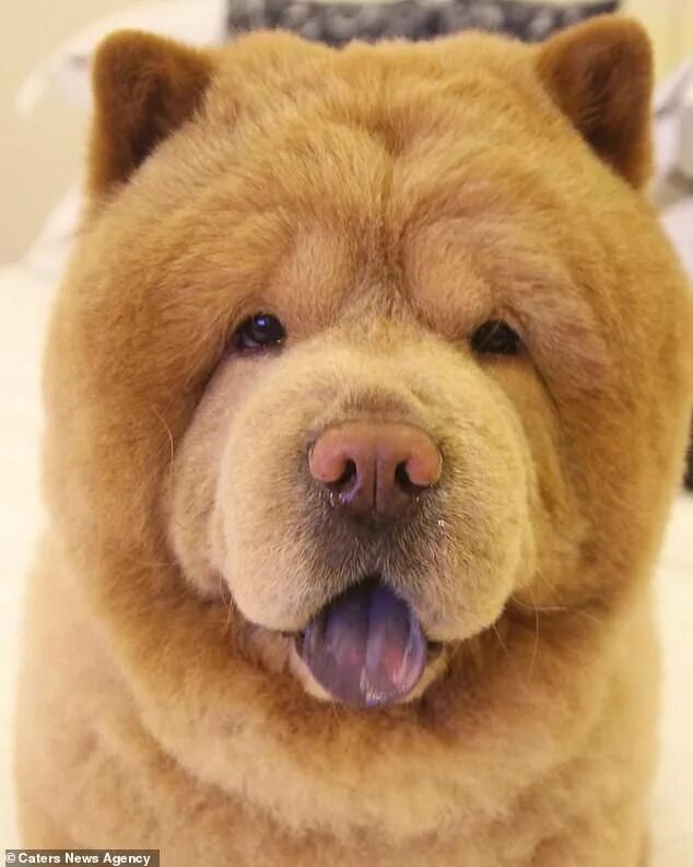 Порода собаки похожая на медведя фото Dog that looks like a cuddly teddy bear and wins the internet Bear dog, Cuddly t