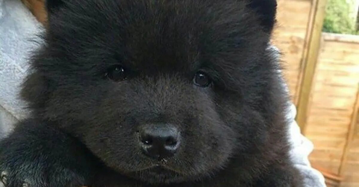 Порода собаки похожая на медведя фото These Pups Look An Awful Lot Like Bear Cubs - And That’s What Makes Them So Cute