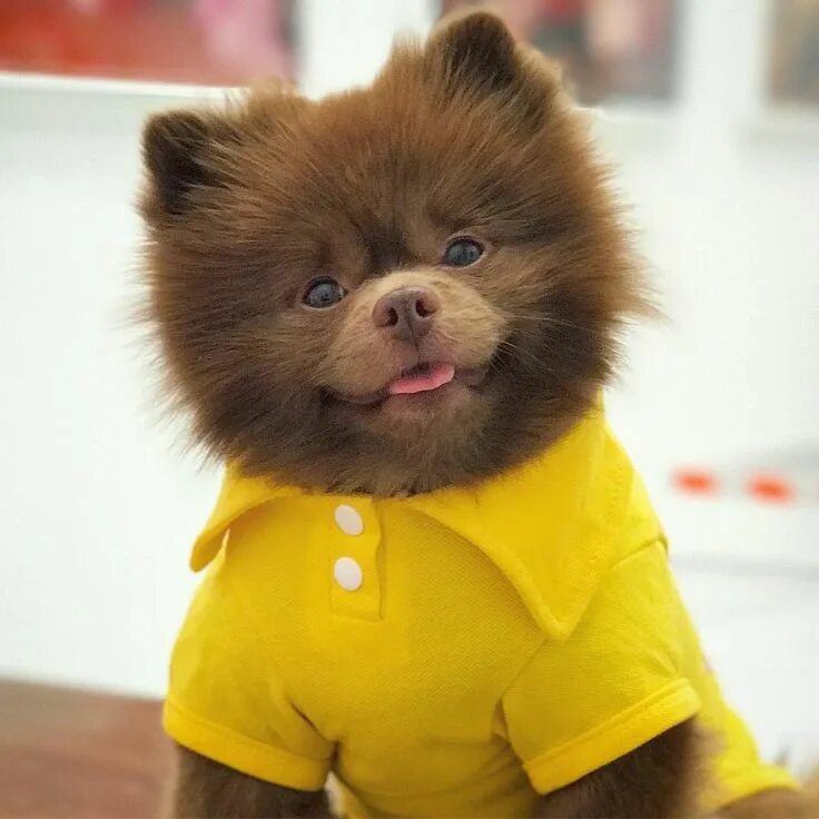 Порода собаки похожая на медведя фото Ursinho ou cachorro? Lulu da Pomerânia adotado é celebridade nas redes - 31&#x2F