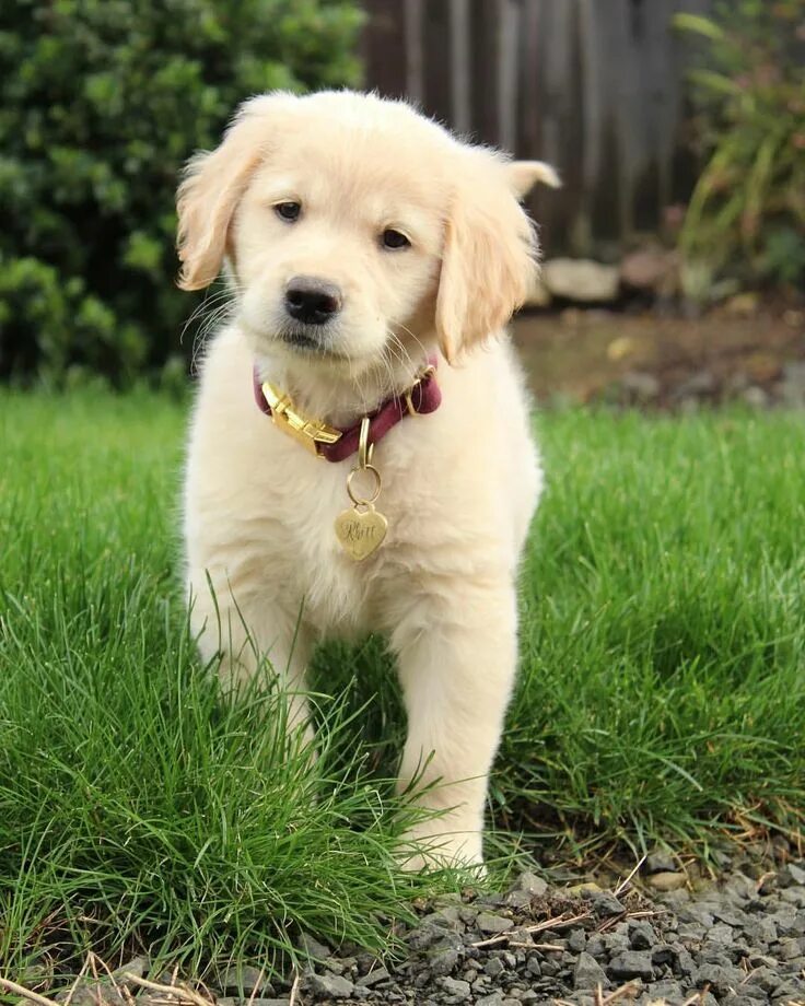 Порода собаки ретривер фото щенки Rhett the Golden Retriever puppy Dogs golden retriever, Golden retriever puppy, 