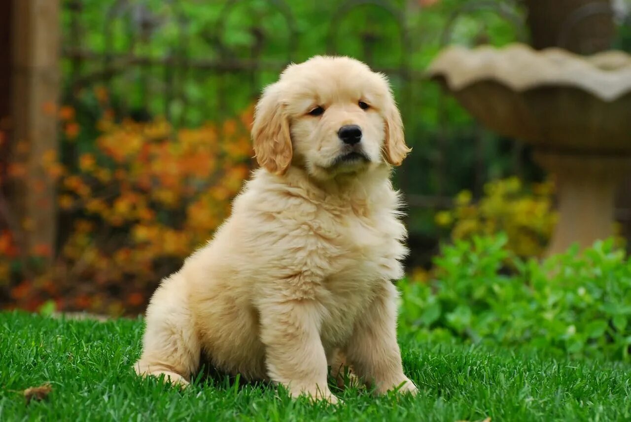 Порода собаки ретривер фото щенки Cómo adiestrar a un golden retriever Retriever puppy, Golden retriever puppy, Cu