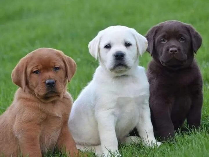 Порода собаки ретривер фото щенки ❥ ● ❥ ♥ ♥ ❥ ● ❥ Labrador puppy, Labrador retriever, Labrador