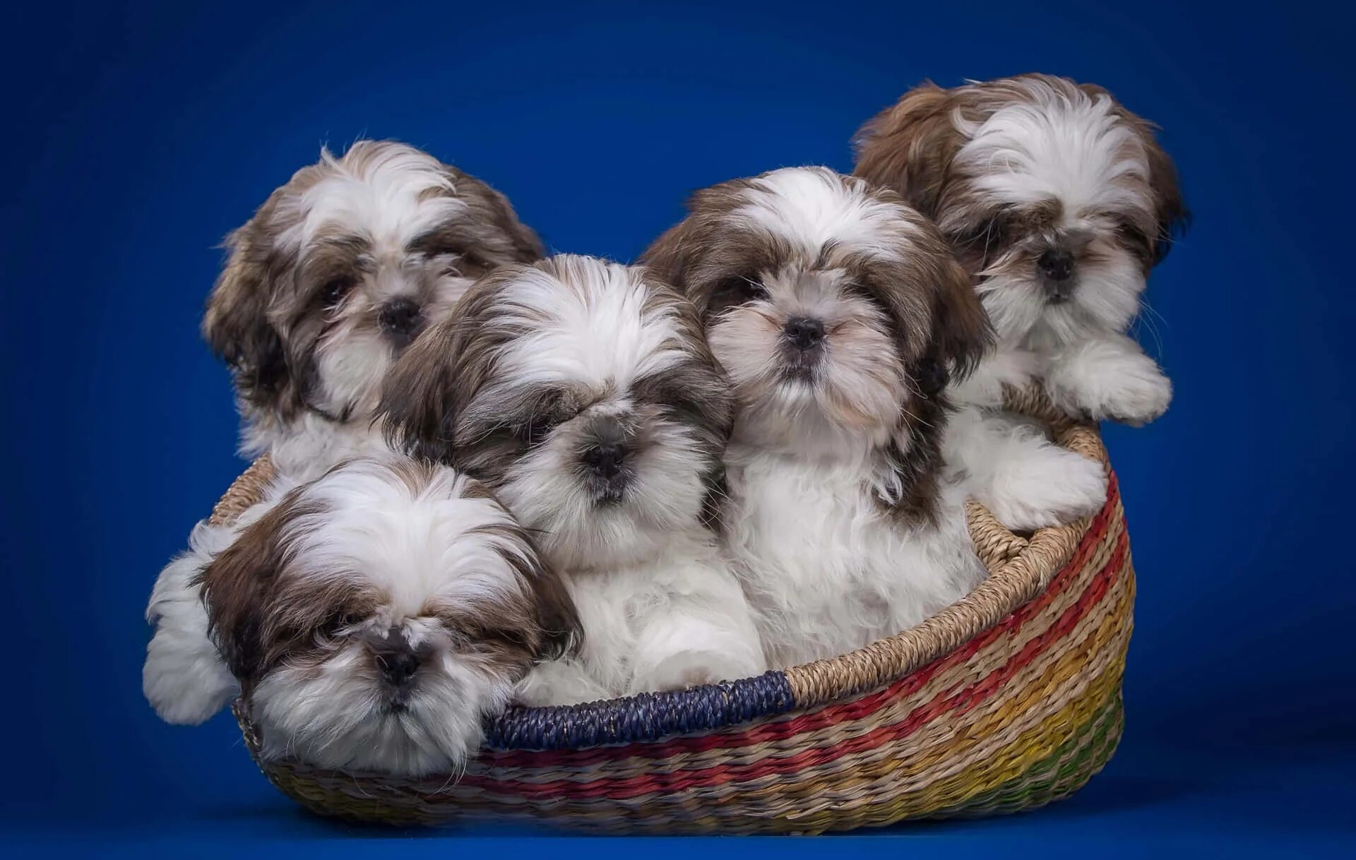 Порода собаки ши тцу фото цена щенок Download Shih Tzu Puppies In A Basket Wallpapers.com