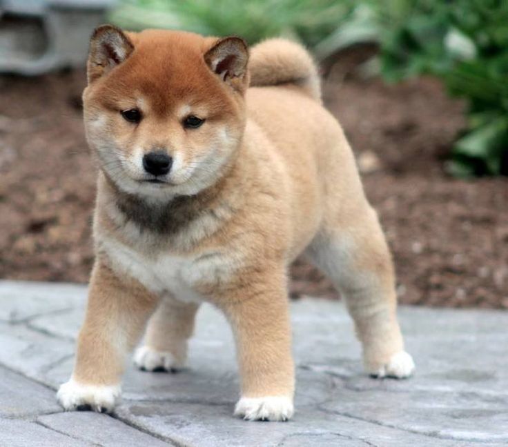 Порода собаки сиба ину фото цена щенка Shiba Inu Shiba puppy, Shiba inu puppy, Akita dog