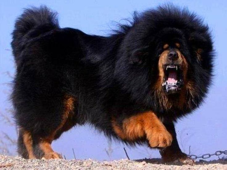 Порода собаки тибетский мастиф фото цена щенка Tibetan Mastiff (Tibet Mastif) Милые собаки, Щенки тибетского мастифа, Самая бол