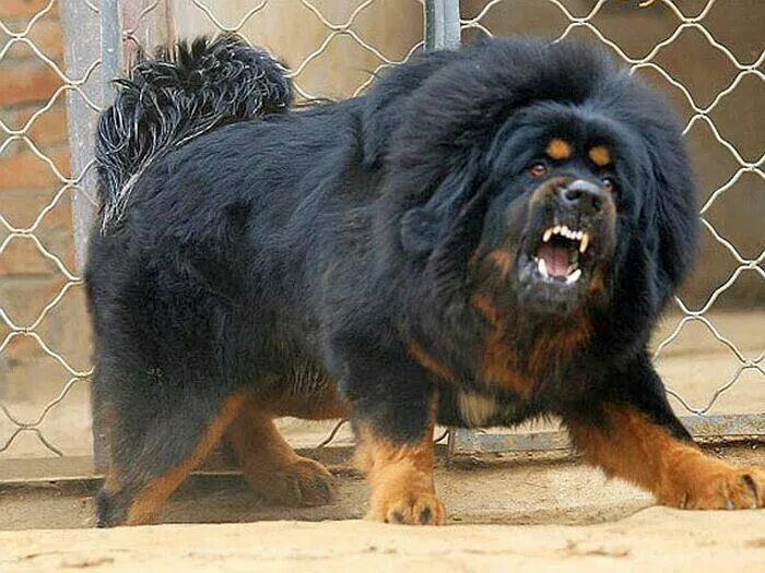 Порода собаки тибетский мастиф фото цена щенка Pin on Tibetan Mastiff Big Dog Tibetan mastiff dog, Big dog breeds, Big dogs