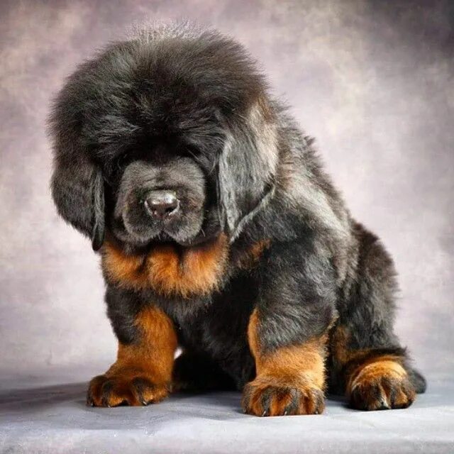 Порода собаки тибетский мастиф фото цена щенка #Tibetan #Mastiff Tibetan mastiff puppy, Giant dog breeds, Tibetan mastiff dog