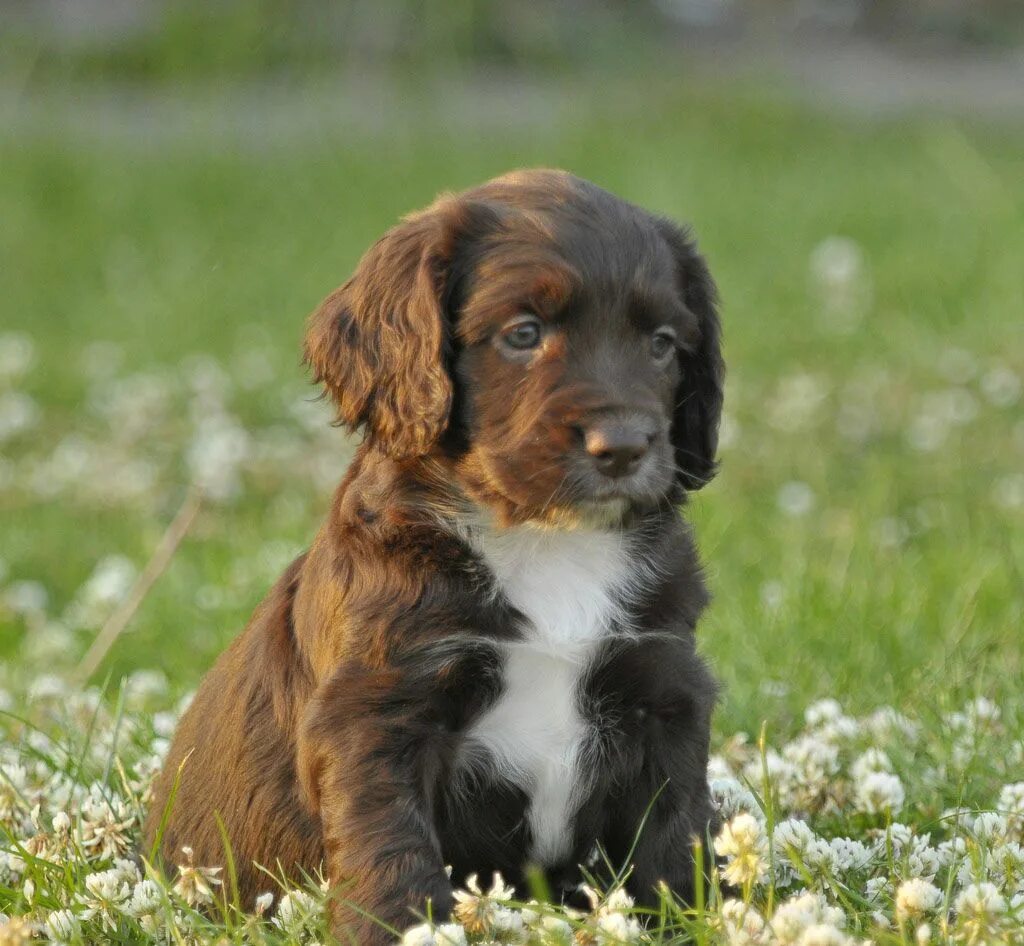 Порода спаниель фото щенки Brown Cocker Spaniel Puppies Cute Spaniel puppies, Cocker spaniel puppies, Cocke