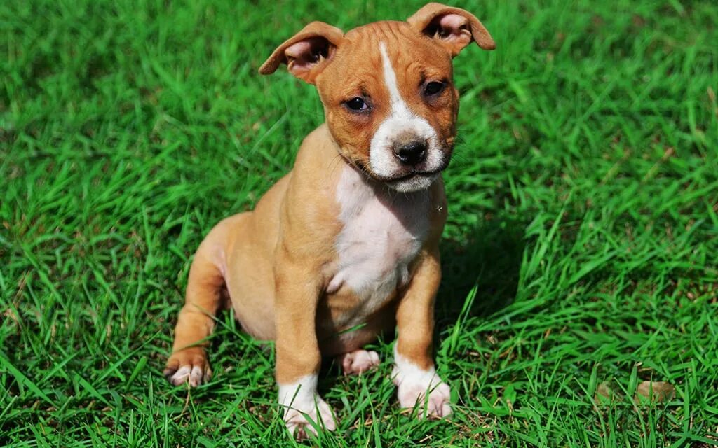 Порода стаффордширский терьер фото щенок American Staffordshire Terrier Breed information & Pictures Euro Puppy