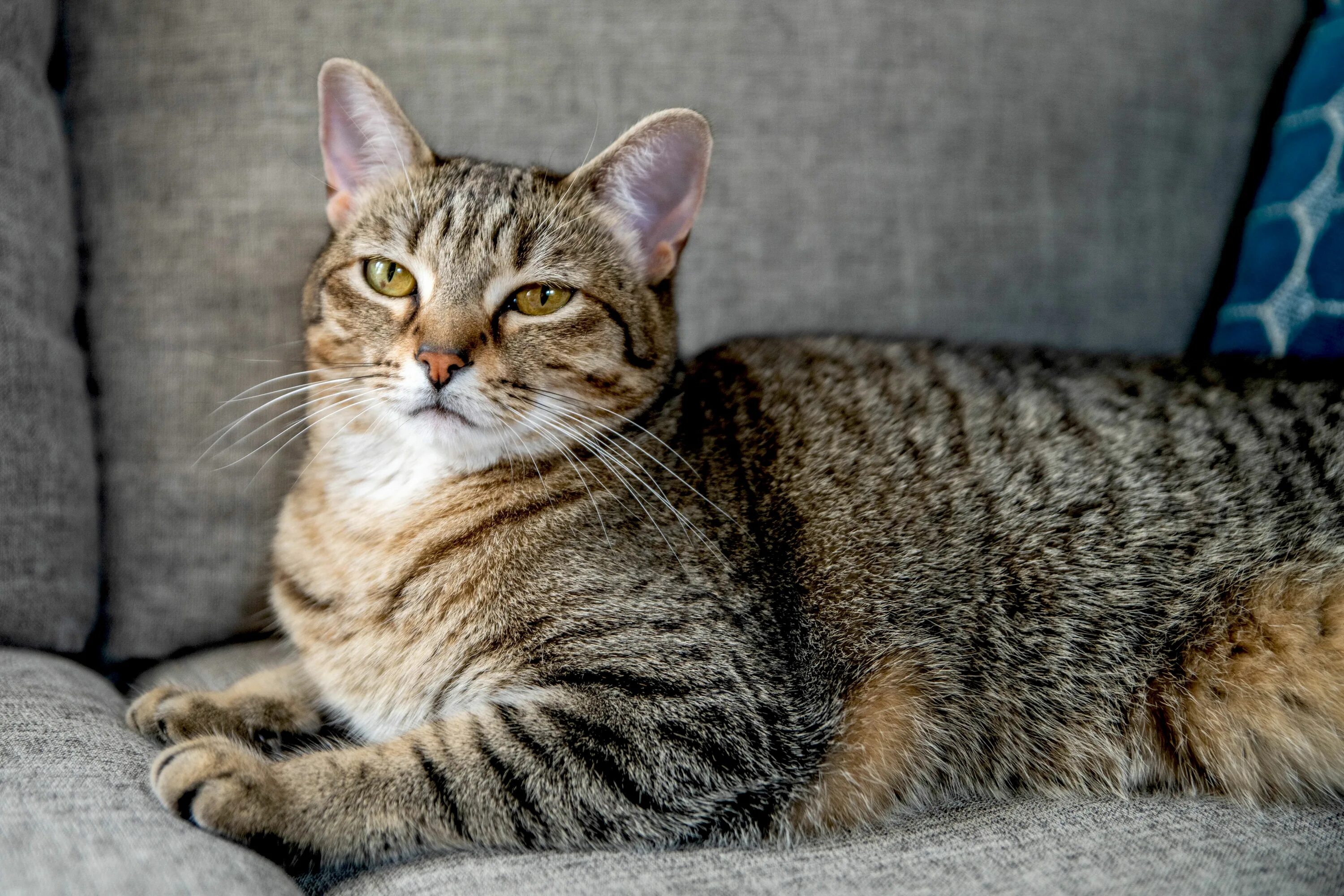 Порода табби кошка фото Tabby Cat: Breed Profile, Characteristics & Care