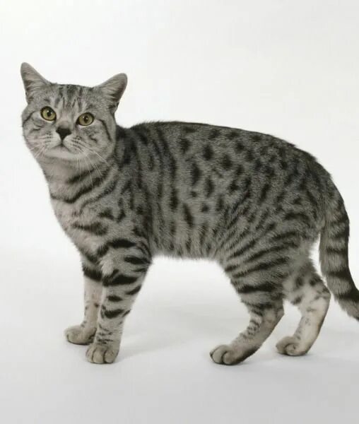 Порода табби кошка фото Spotted tabby - This tabby has spot-like markings all over its coat. Sometimes t