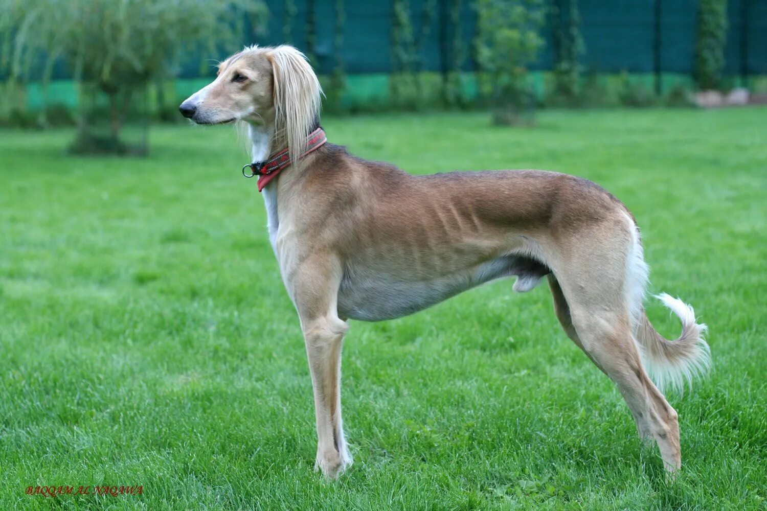 Порода таза собак фото Saluki Al Naqawa Hunderassen, Freunde fürs leben, Hunde