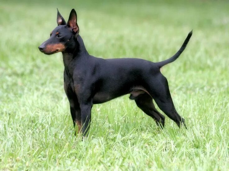 Порода терьеров разновидности собак фото Résultat de recherche d'images pour "TOY TERRIER ANGLAIS NOIR ET FEU" Dog breeds