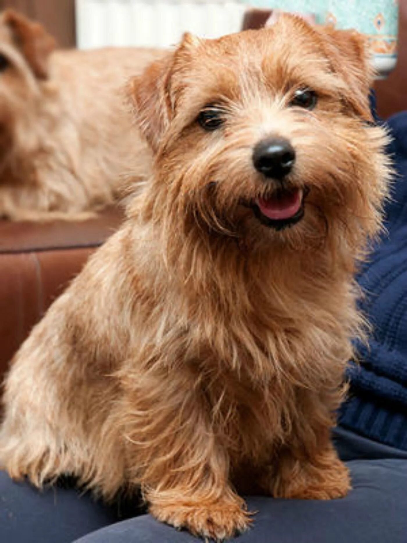 Порода терьеров разновидности собак фото Norfolk Terrier Norfolk terrier puppies, Norfolk terrier, Terrier dog breeds