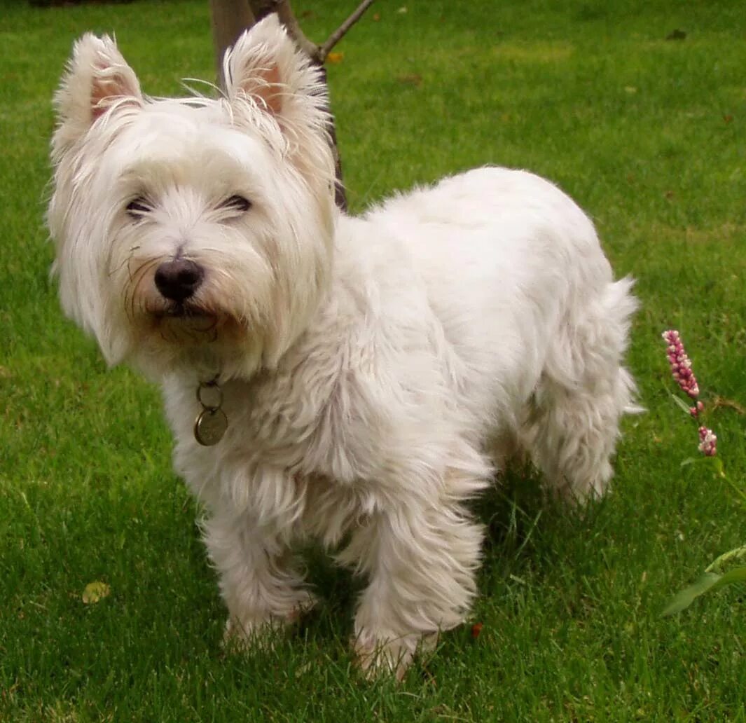 Порода терьеров разновидности собак фото File:West Highland White Terrier.JPG - Wikipedia