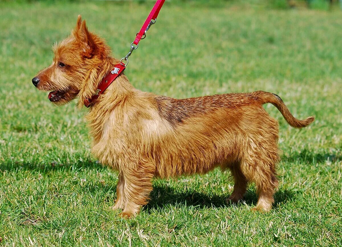 Порода терьеров разновидности собак фото Файл:Australian Terrier 002 U.jpg - Вікіпедія