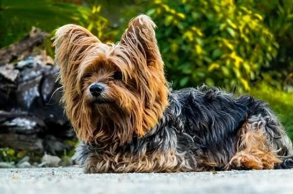 Порода терьеров разновидности собак фото Punjabi Names for Dogs Yorkshire terrier, Yorkshire terrier puppies, Yorkshire t