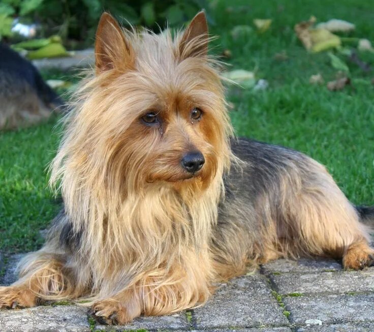 Порода терьеров разновидности собак фото Pin on Australian Terrier Australian dog breeds, Australian terrier, Silky terri