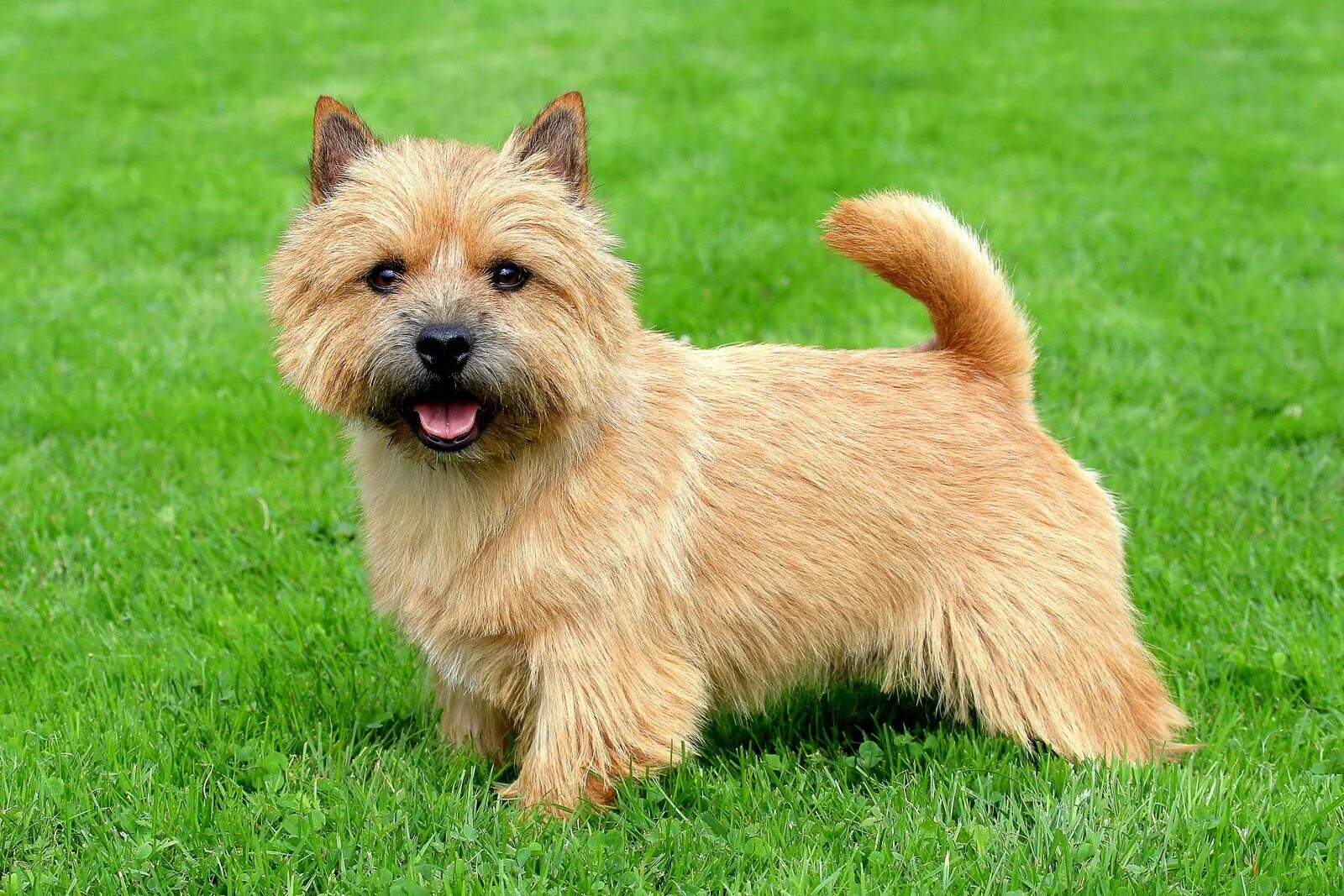 Порода терьеров разновидности собак фото Soft-coated wheaten terrier Irish, Non-Sporting & Companion Britannica