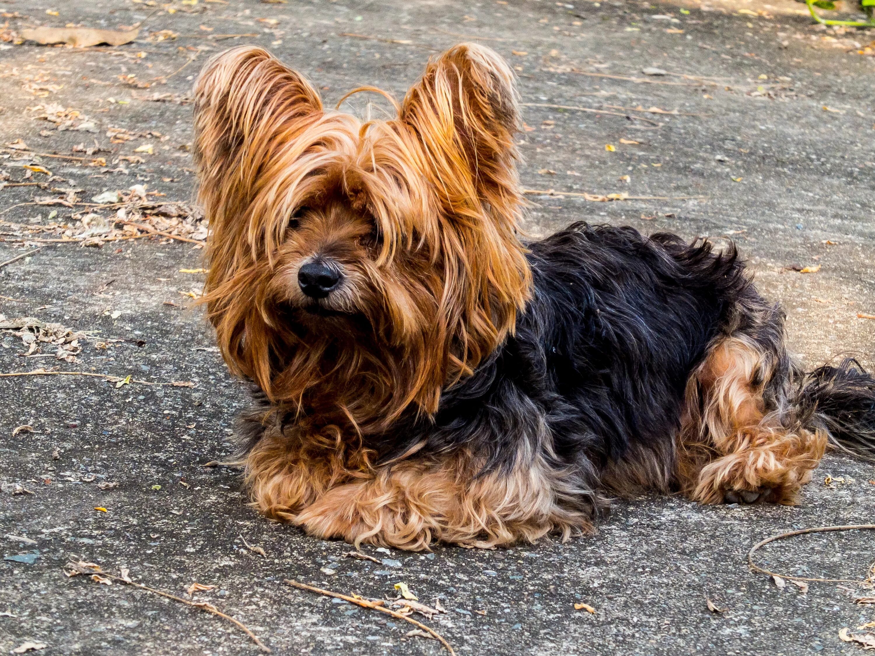 Порода терьеров разновидности собак фото Free Images : vertebrate, dog breed, small dog, yorkshire terrier, cairn terrier