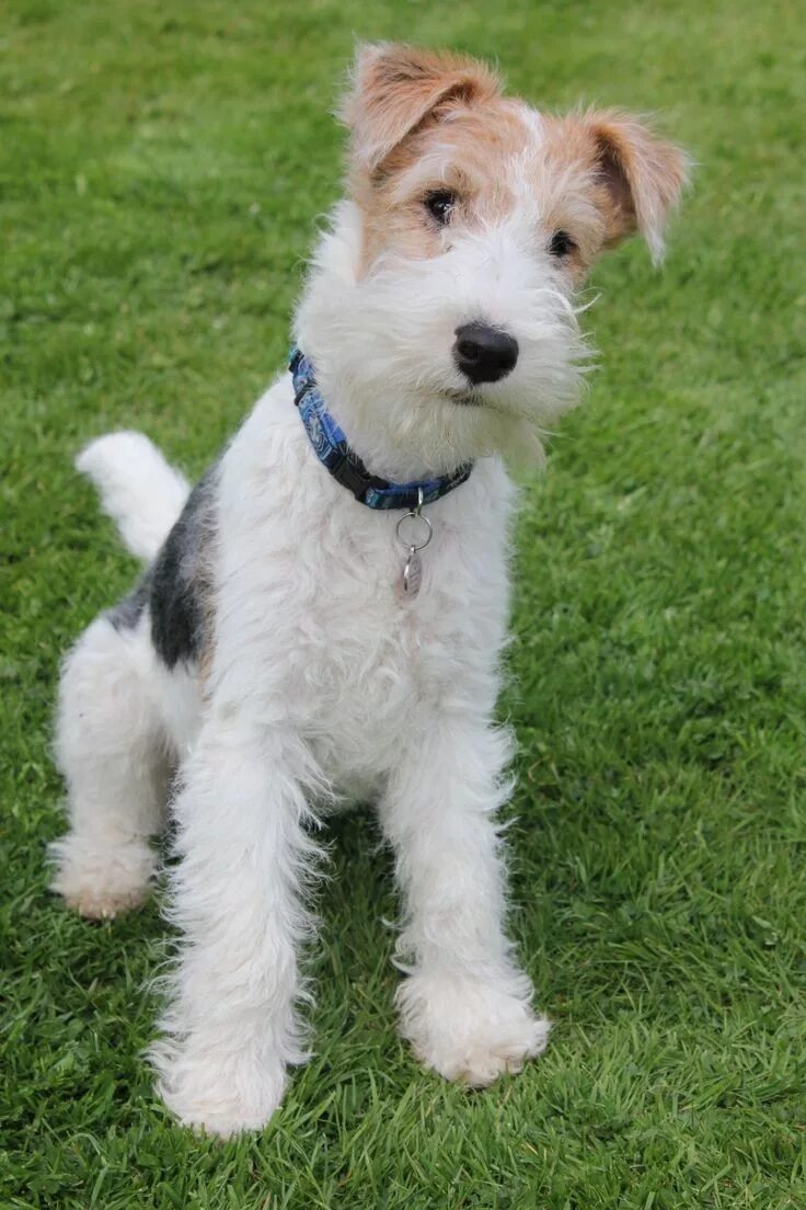 Порода терьеров разновидности собак фото Pin on Pejsci Wire fox terrier, Wirehaired fox terrier, Fox terrier puppy