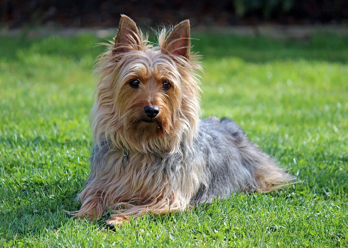 Порода терьеров разновидности собак фото Файл:02 Australian Silky Terrier, Zack, spring 2012.jpg - Википедия