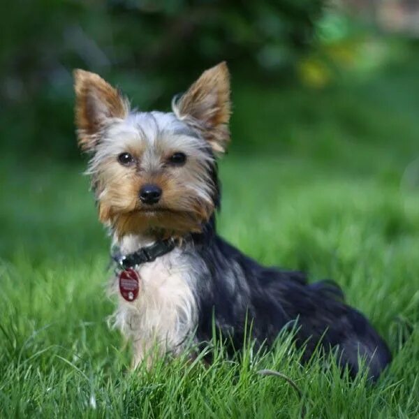 Порода терьеров разновидности собак фото Types of Terrier Dogs