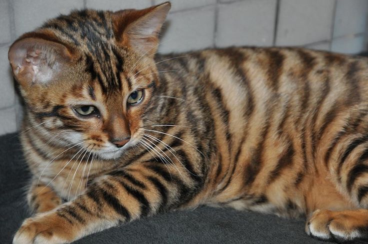 Порода тигровых кошек фото Toyger, a relatively new domestic breed. A process of breeding Tabby cats with d