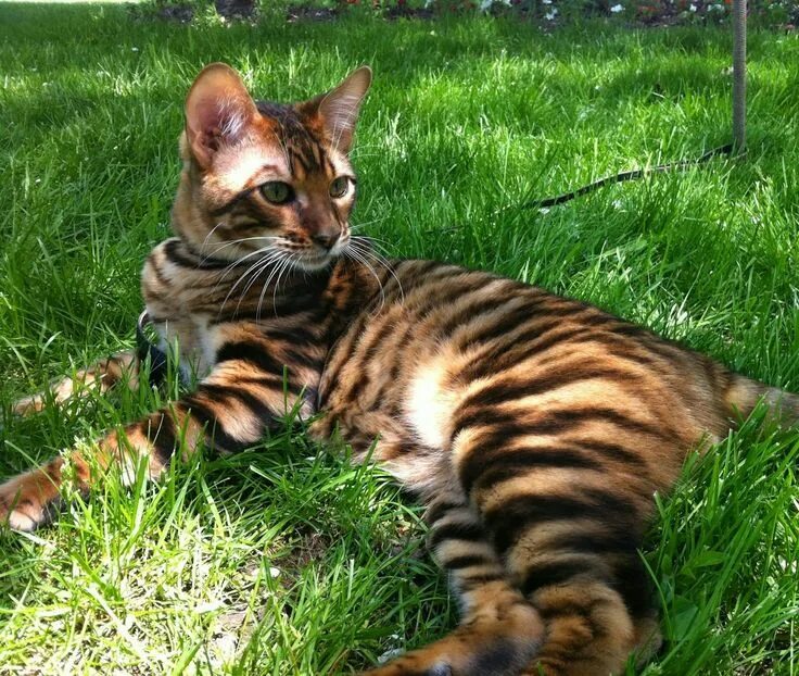 Порода тигровых кошек фото Toyger - Judy Sudgen Gatos, Animales