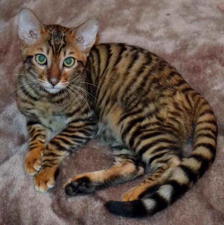 Порода тигровых кошек фото Toyger - Bing images Toyger cat, Toyger kitten, Cat breeds